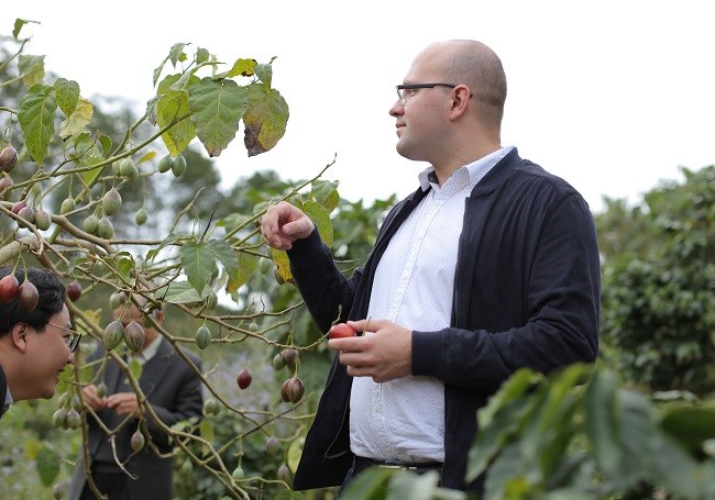Doanh nghiệp Nga bất ngờ về cà chua thân gỗ tại Lâm Đồng