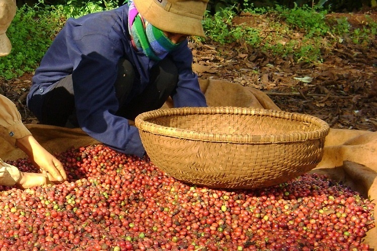 Mỹ giảm nhập khẩu cà phê từ thị trường Việt Nam